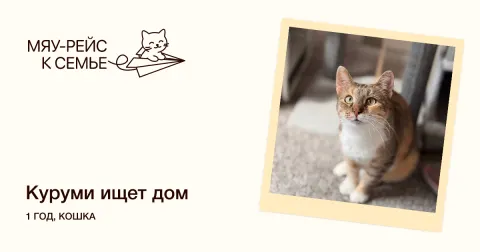 Куруми - кошка около 1 года, Москва