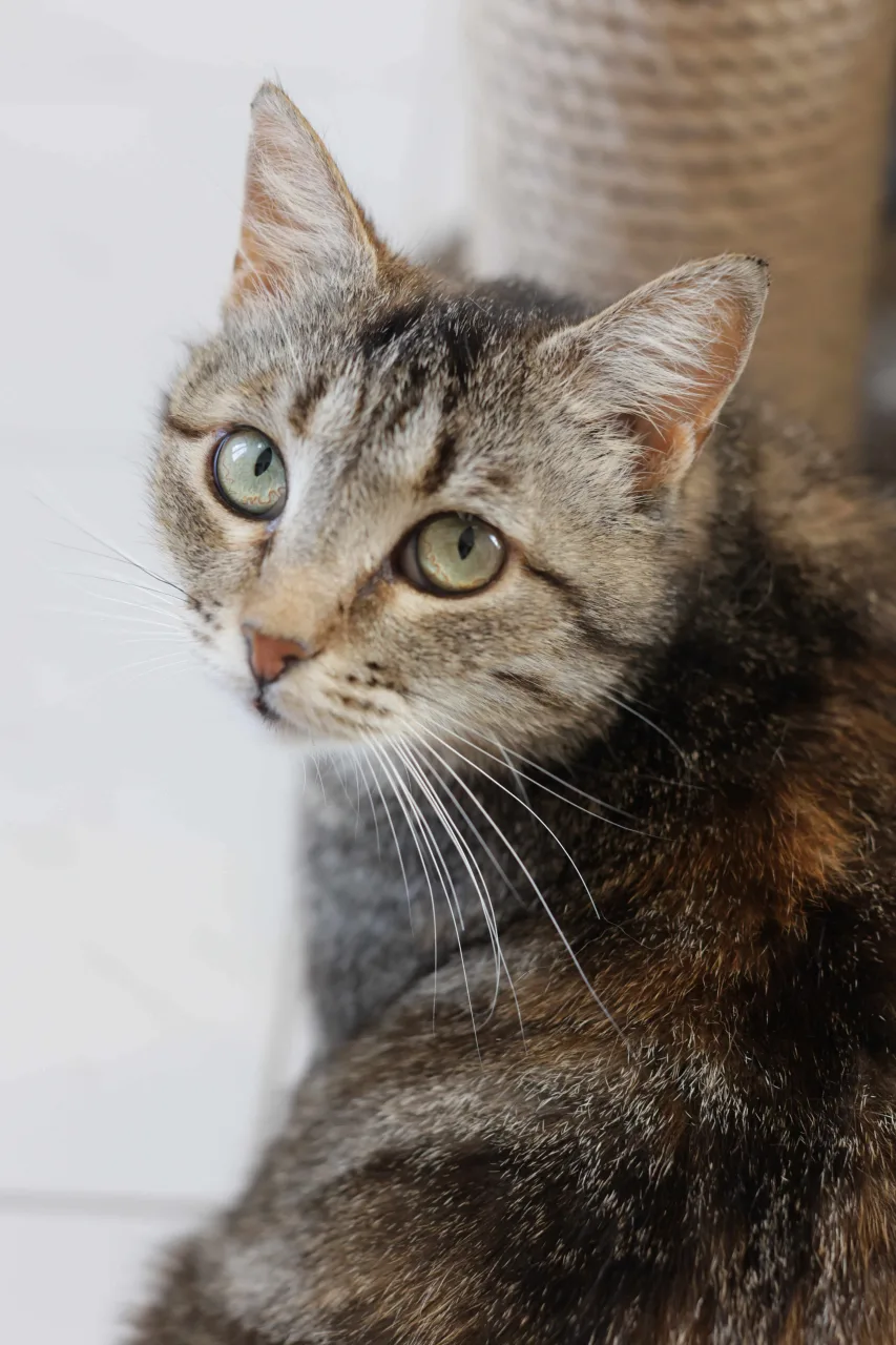 Кошка Мимоза, кошка, Приют Бирюлево, Москва. Фото 3 из 7.