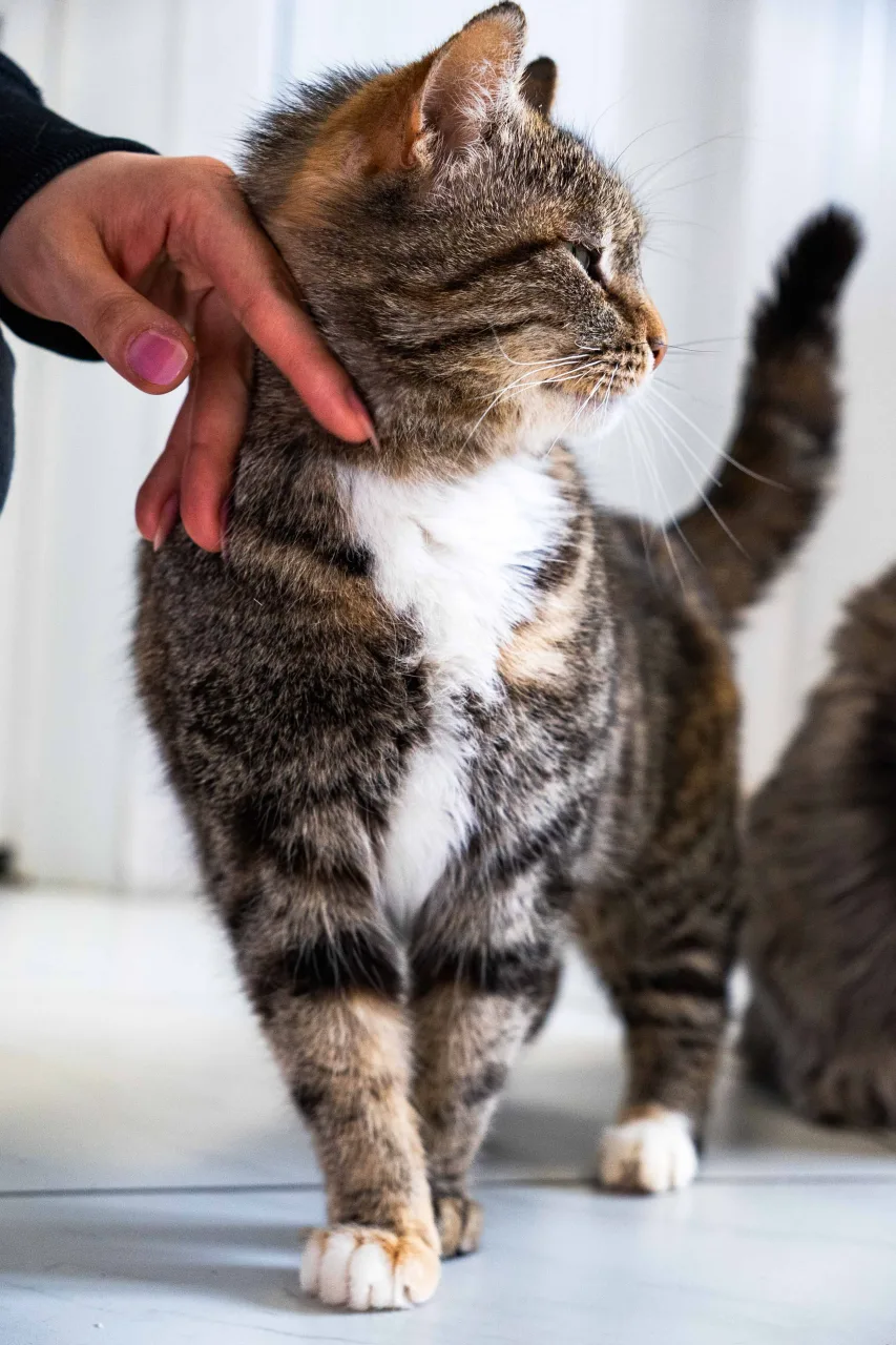 Кошка Мимоза, кошка, Приют Бирюлево, Москва. Фото 5 из 7.