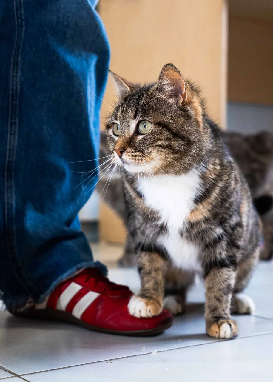 Кошка Мимоза, кошка, Приют Бирюлево, Москва. Фото 7 из 7.