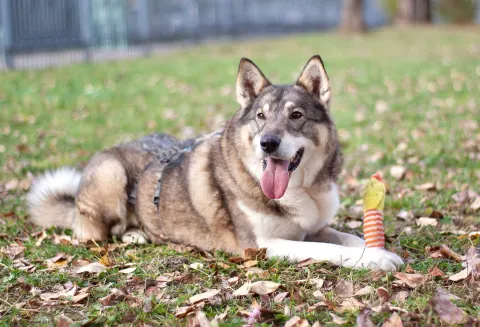Афина — собака Около 8 лет, Москва
