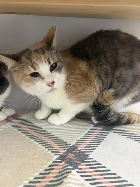 Маняня — кошка, Москва