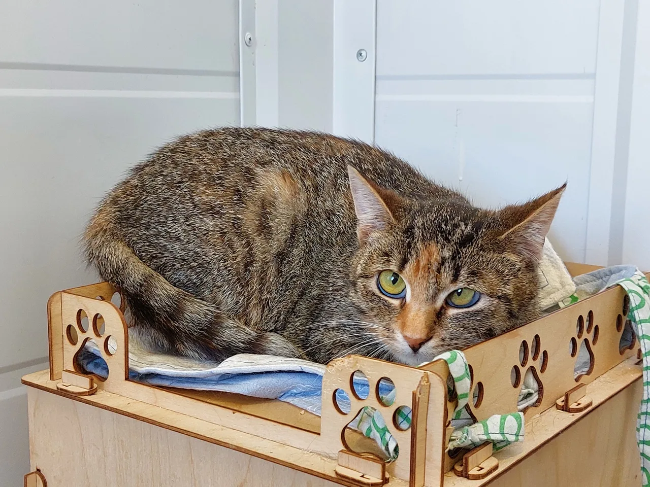 Кошка Гюзель, кошка, Приют Малинки (Кожухово), Москва. Фото 1 из 3.