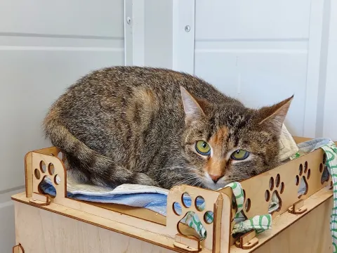 Гюзель - кошка около 3 лет, Москва