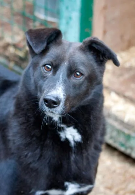 Собака Машка, сука, Приют Малинки (Кожухово), Москва. Фото 1 из 2.