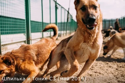 Собака Шпилька, сука, Приют Малинки (Кожухово), Москва. Фото 3 из 15.