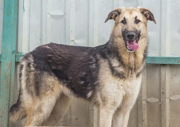 Собака Миля, сука, Приют Малинки (Кожухово), Москва. Фото 2 из 5.