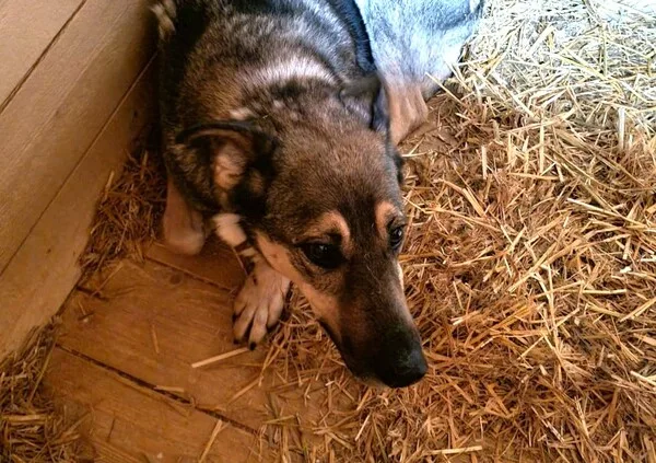 Собака Титан, кобель, Приют Малинки (Кожухово), Москва. Фото 1 из 7.