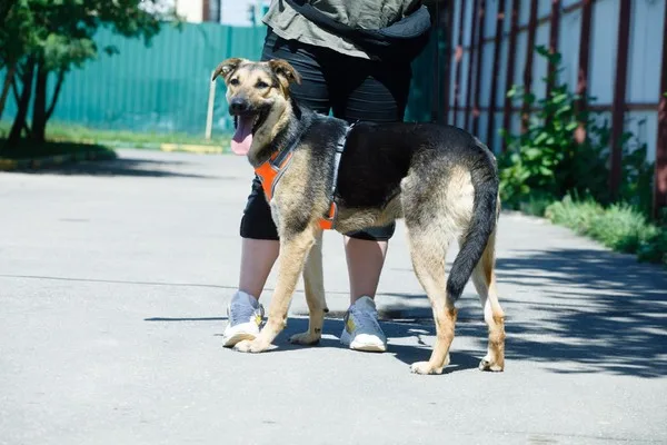 Собака Добби, кобель, Приют Малинки (Кожухово), Москва. Фото 1 из 5.