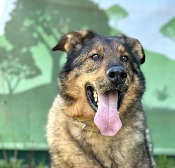Собака Урал, кобель, Приют Малинки (Кожухово), Москва. Фото 2 из 16.