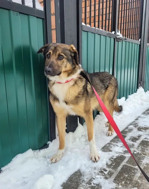 Собака Никель, кобель, Приют Малинки (Кожухово), Москва. Фото 2 из 6.