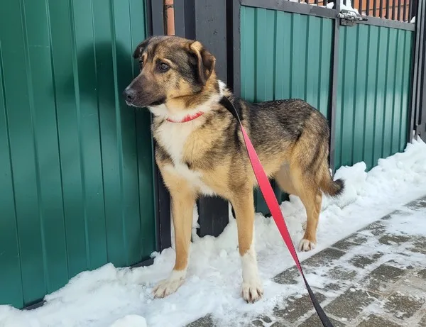 Собака Никель, кобель, Приют Малинки (Кожухово), Москва. Фото 3 из 6.
