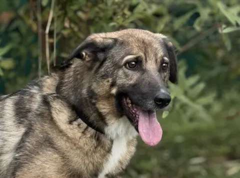 Никель — собака Около 5 лет, Москва