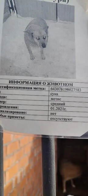 Собака Шура (Айрис), сука, Приют Малинки (Кожухово), Москва. Фото 6 из 7.
